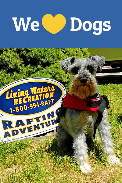 Bring your dog on a whitewater rafting trip